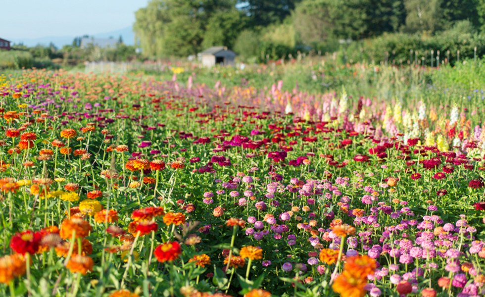Floret Farm Home - Floret Flowers