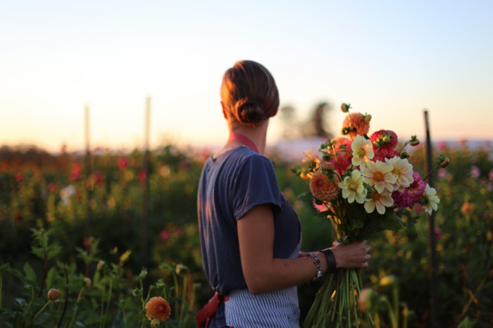 Erin Benzakein Floret dahlia field