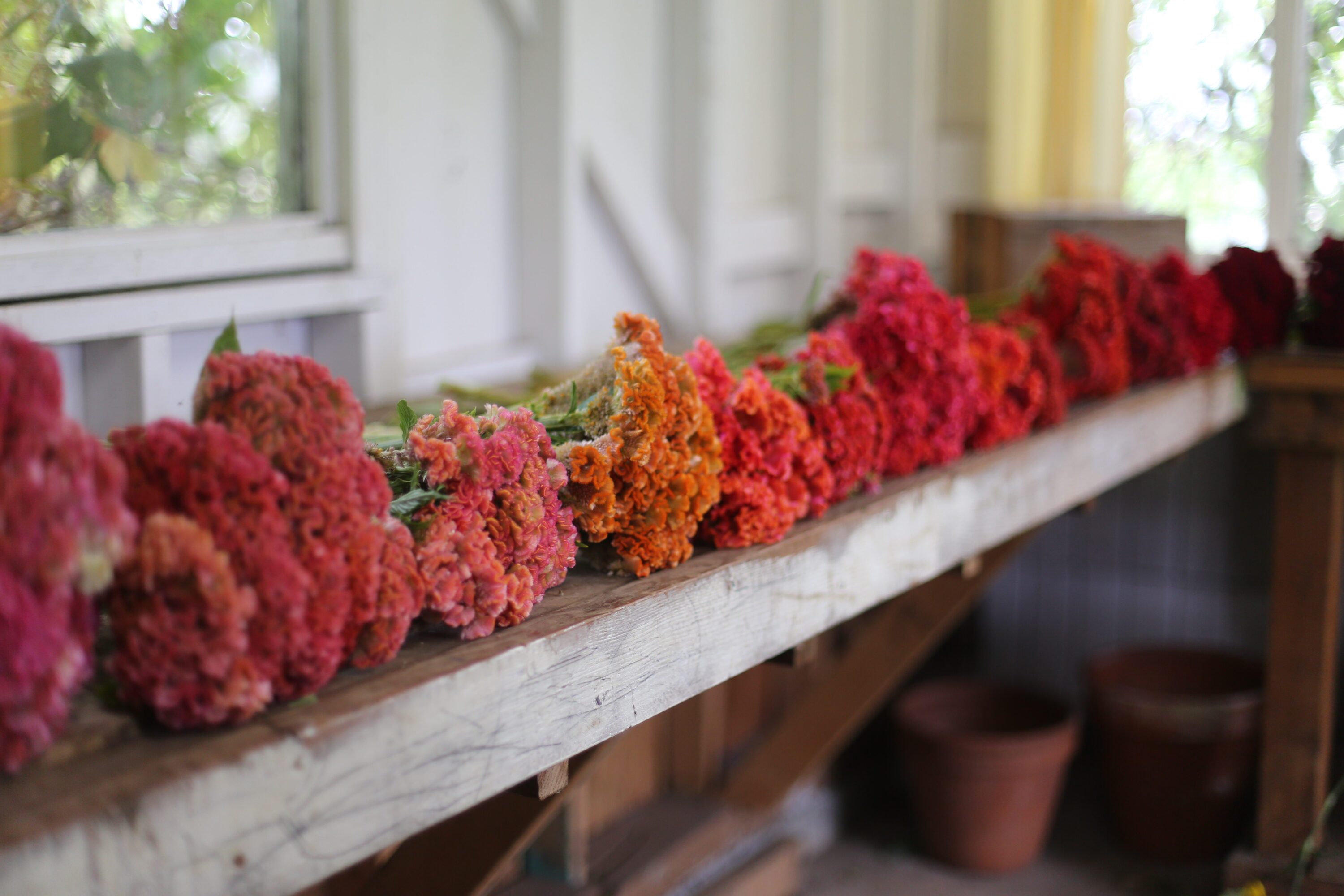 Bunches of celosia on a counter