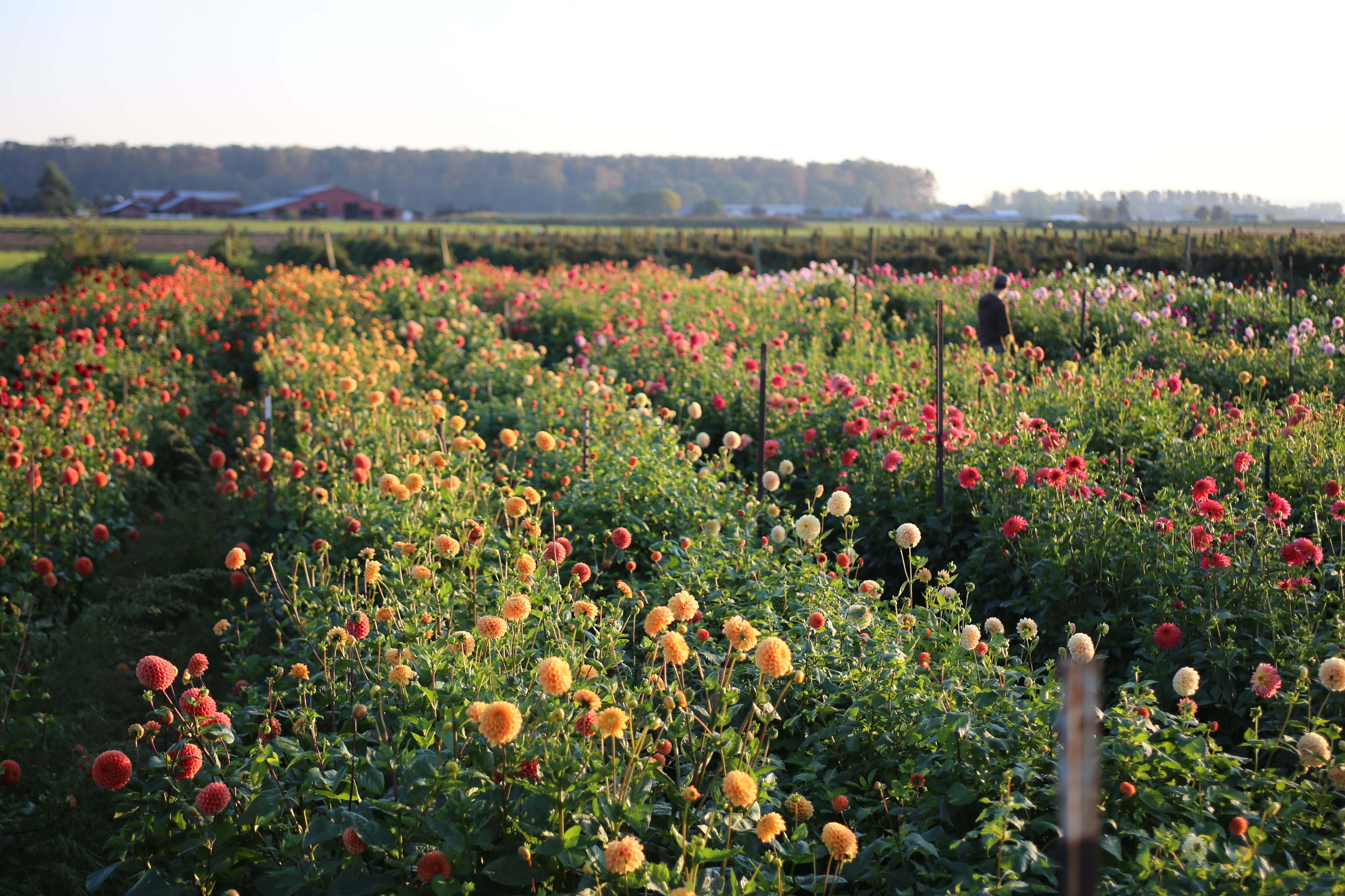 Seasonal Floral Intensive Dahlias Floret Flowers