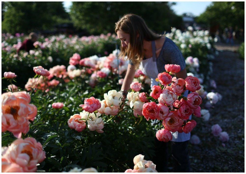 Seasonal Floral Intensive Peonies « Floret Flowers