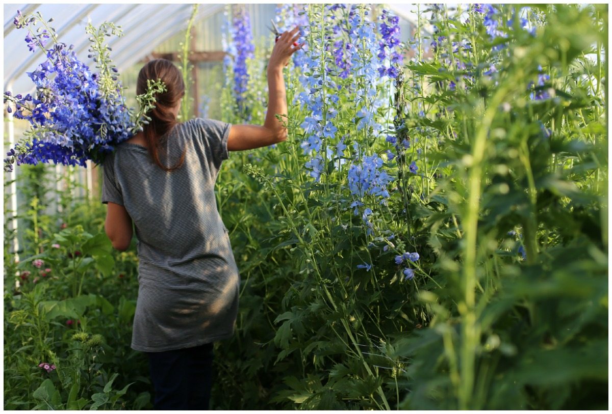 FarmerFlorist Intensive Spring I Floret Flowers