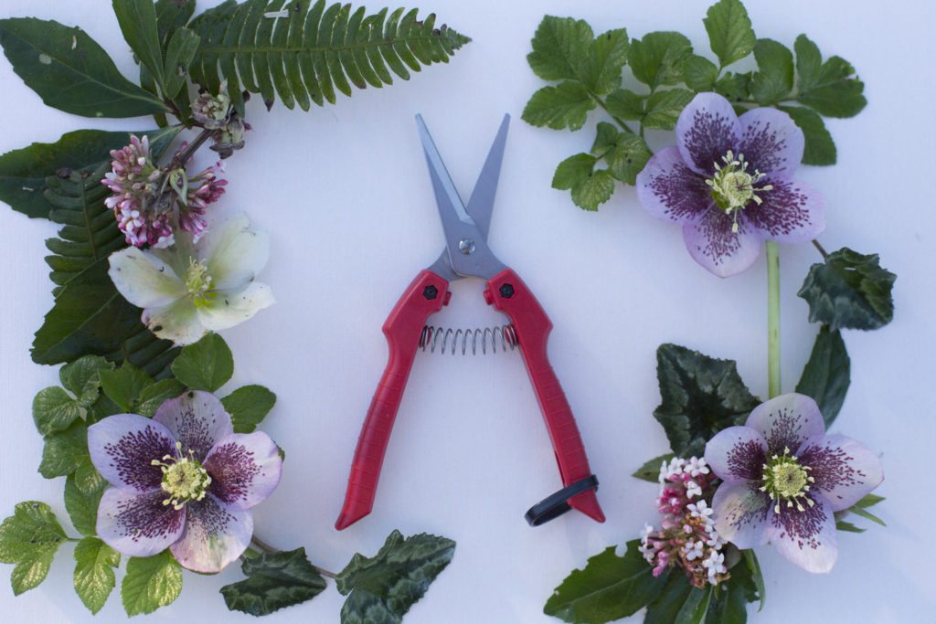The quest for the perfect clippers Floret Flowers