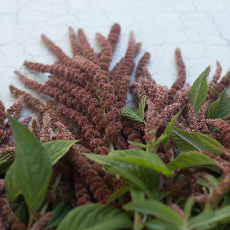 Amaranth Coral Fountain Floret Flowers