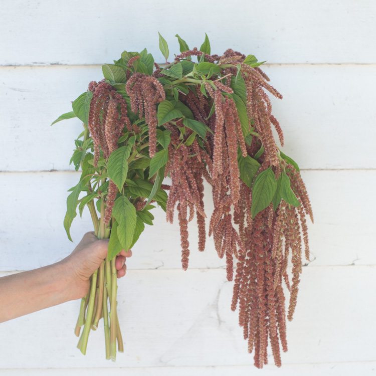 Amaranth Coral Fountain Floret Flowers