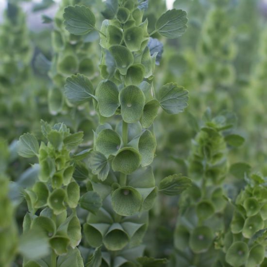 Bells of Ireland Floret Flowers