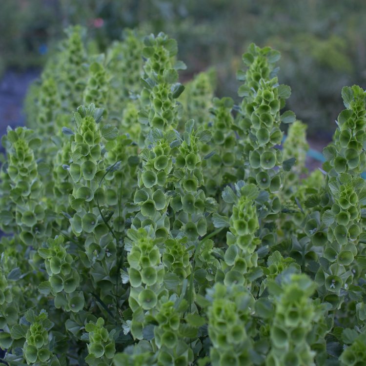 Bells of Ireland Floret Flowers