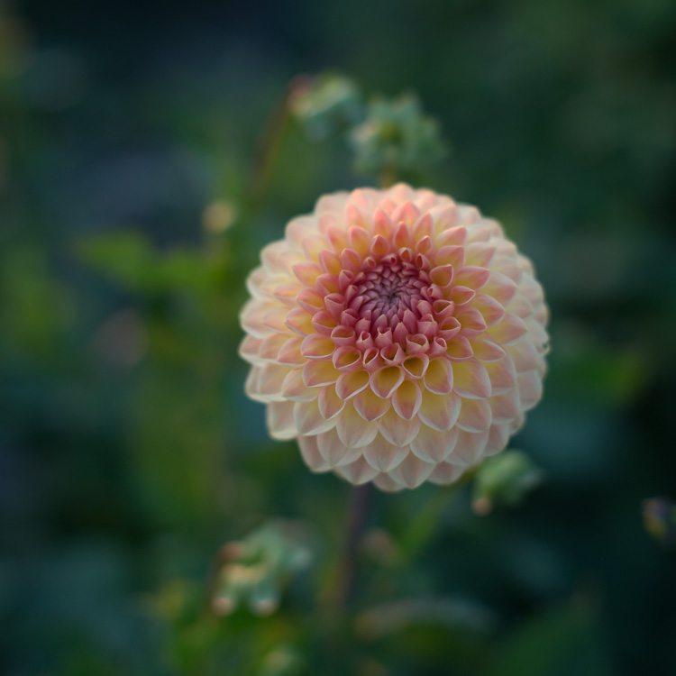 Dahlia Blyton Softer Gleam Floret Flowers