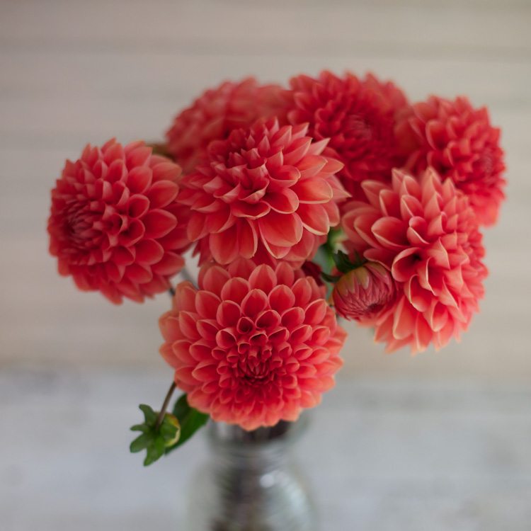 Dahlia Intrigue Floret Flowers