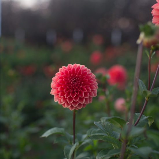 Dahlia Intrigue - Floret Flowers