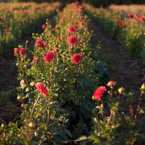 Dahlia Intrigue - Floret Flowers