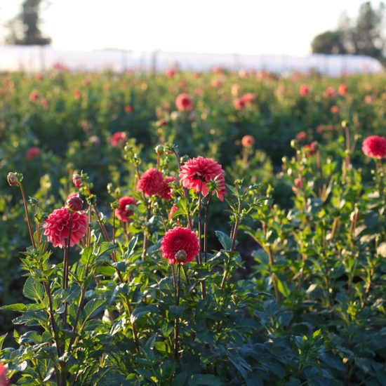 Dahlia Intrigue - Floret Flowers