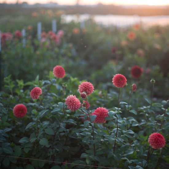 Dahlia Intrigue - Floret Flowers