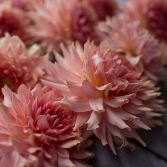 Dahlia Terracotta Floret Flowers