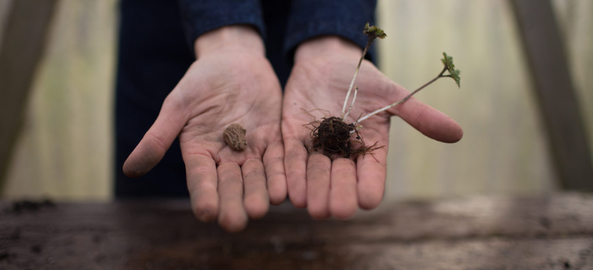 How To Grow Anemones Floret Flowers