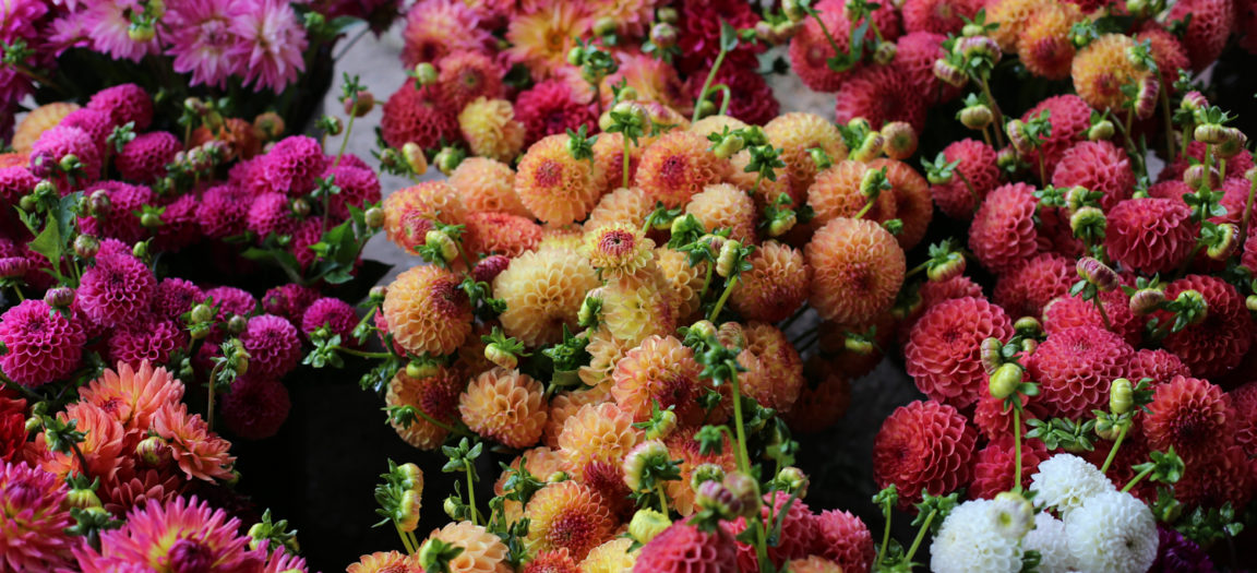 How To Grow Dahlias Floret Flowers