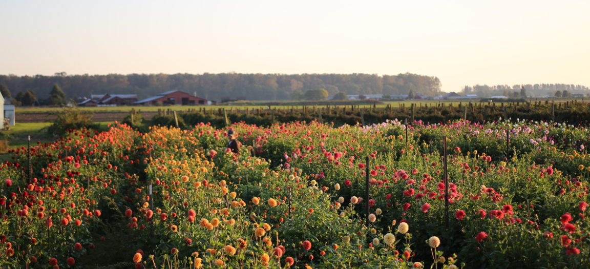 How To Grow Dahlias Floret Flowers