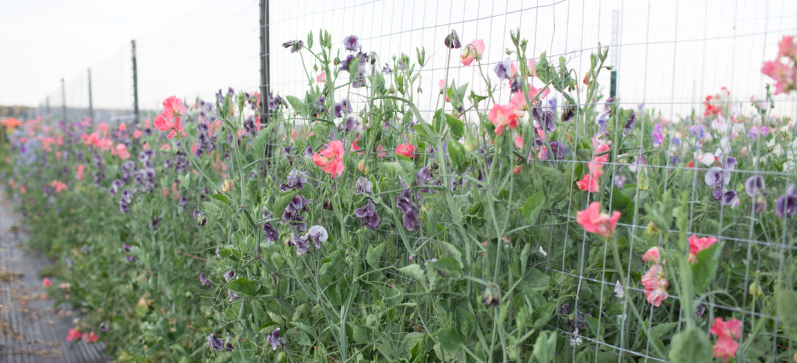 how to grow sweet peas floret flowers how to grow sweet peas floret flowers