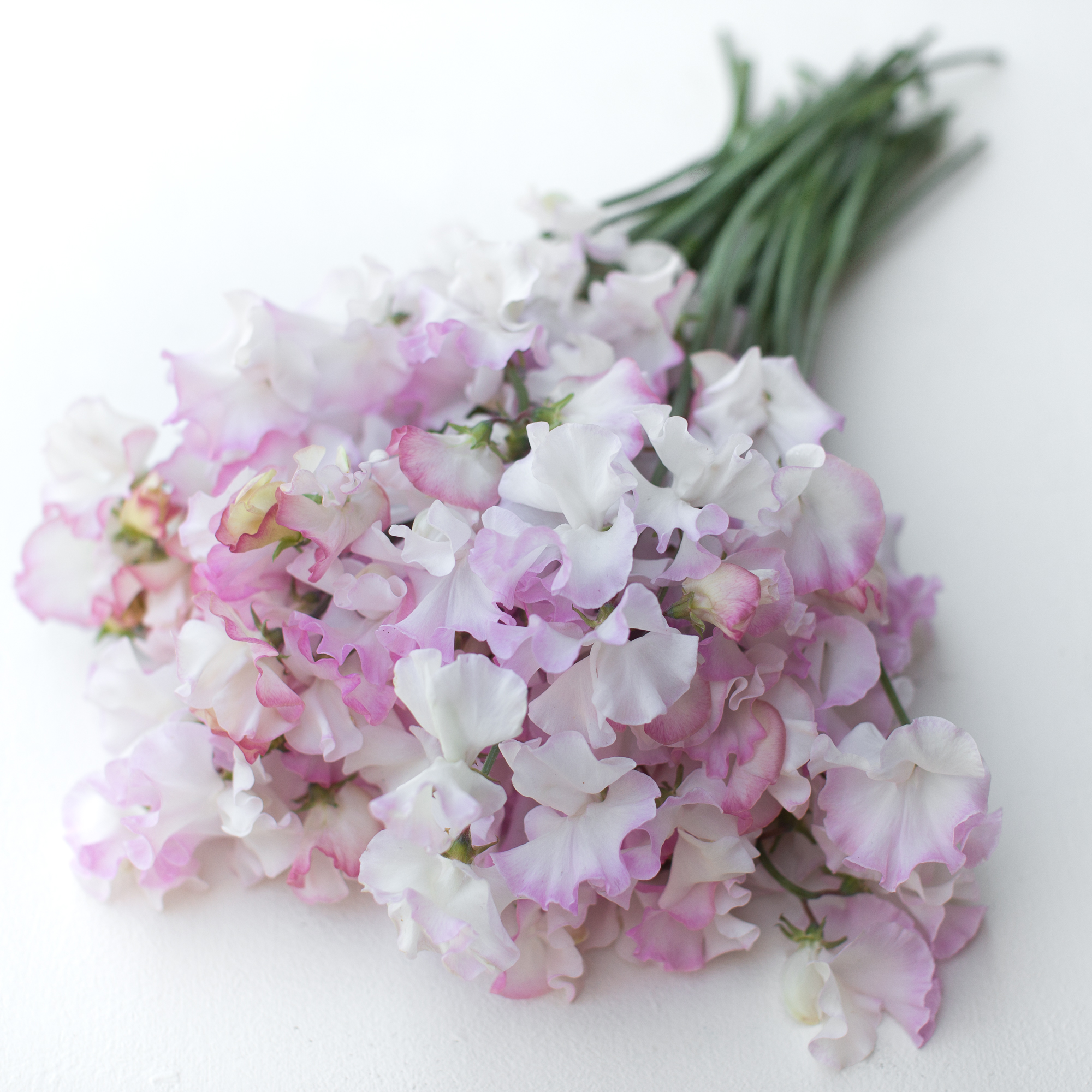 Sweet Pea Anniversary Floret Flowers