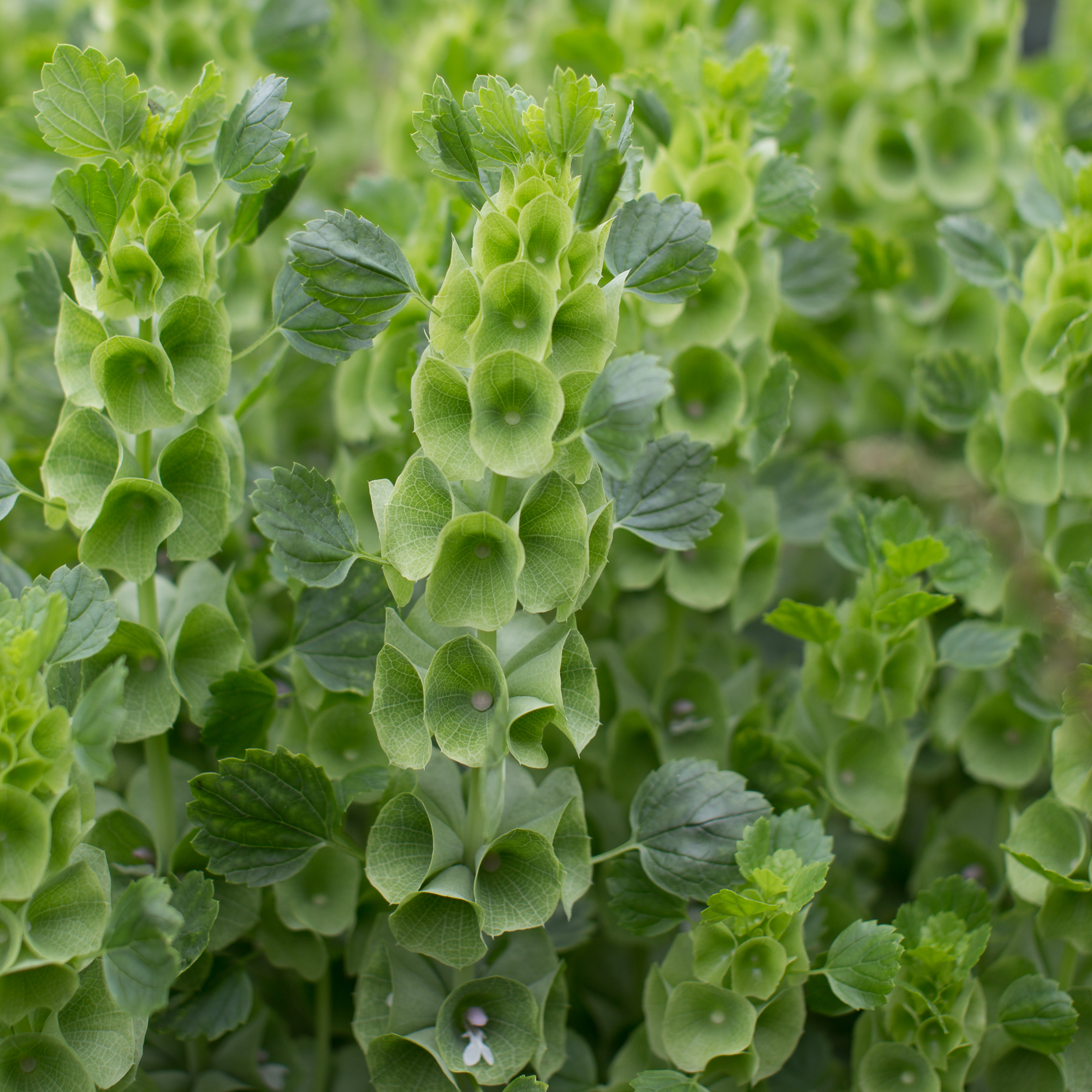 bells of ireland floret flowers bells of ireland floret flowers