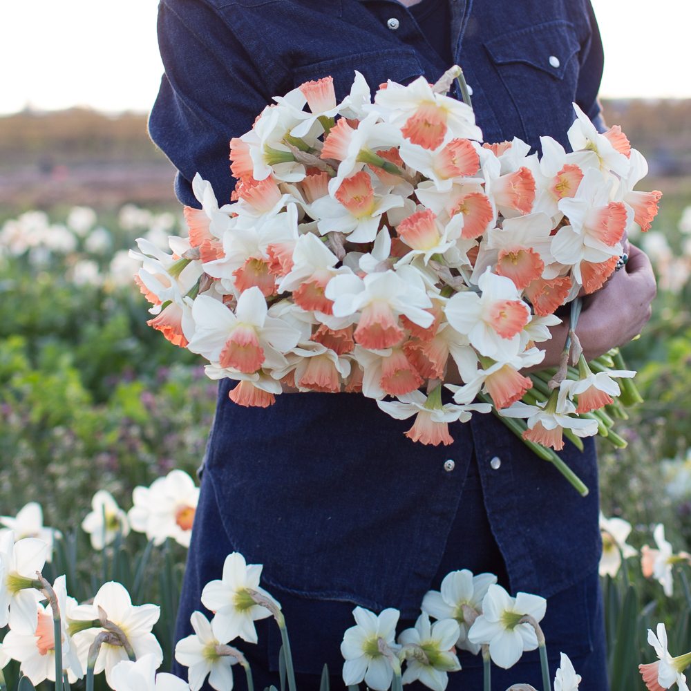 Narcissus ‘Pink Charm’ Floret Flowers