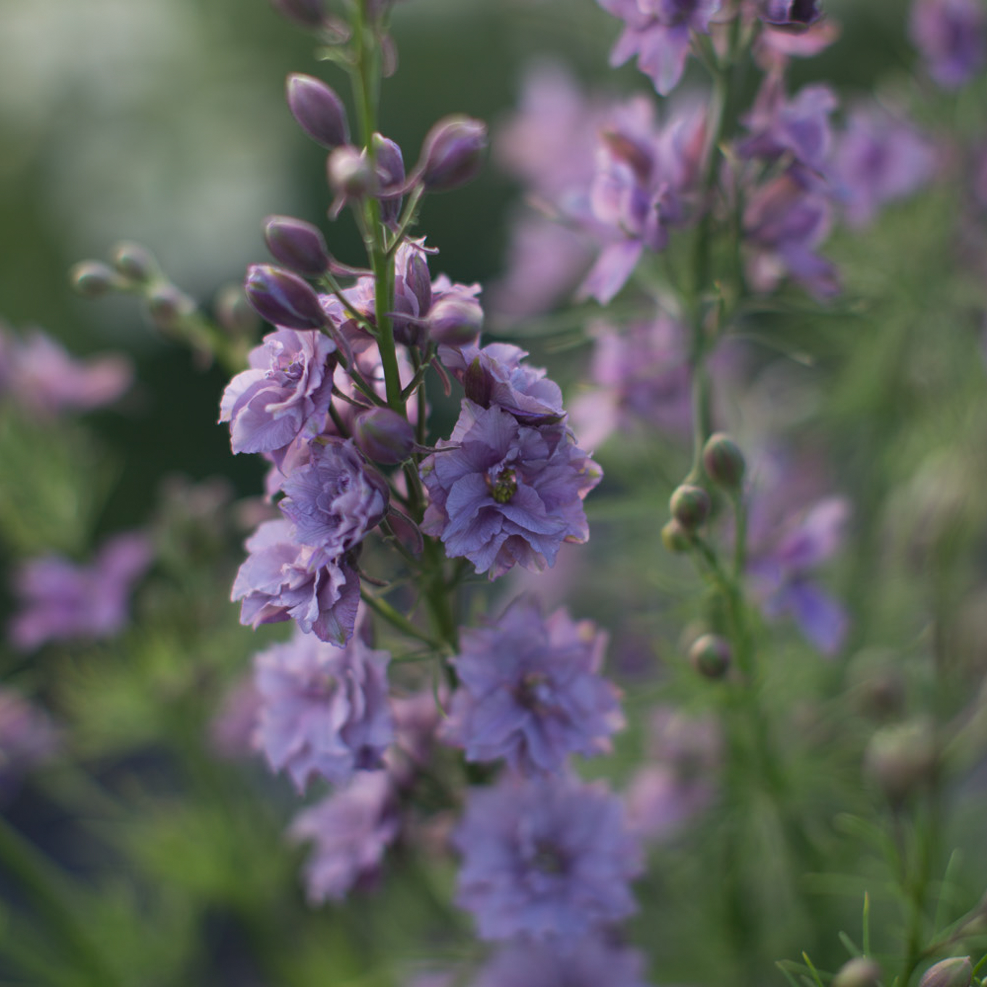 Larkspur Earl Grey Floret Flowers