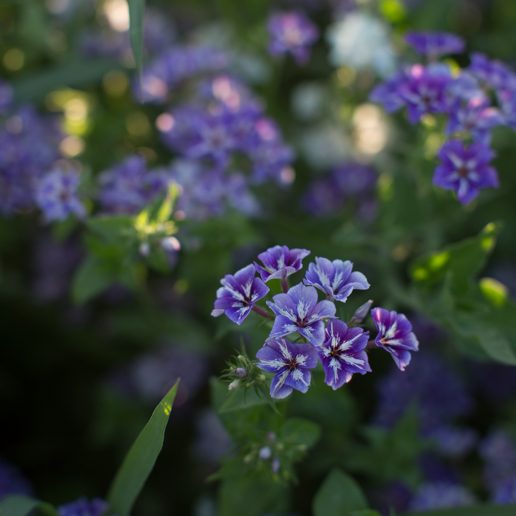 Phlox Sugar Stars Floret Flowers