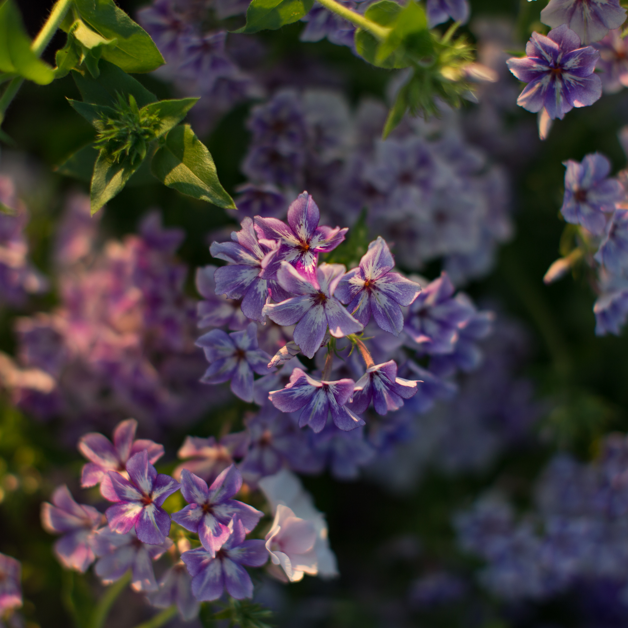 Phlox Sugar Stars Floret Flowers