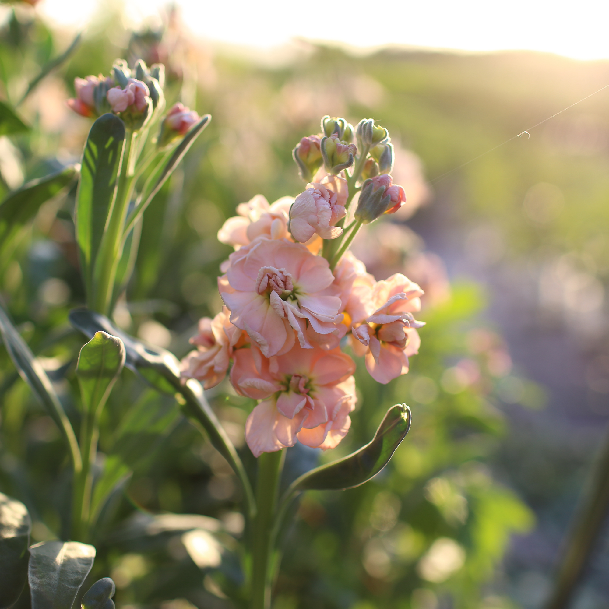 Stock Flower / Stock flowers Everything you need to know about this