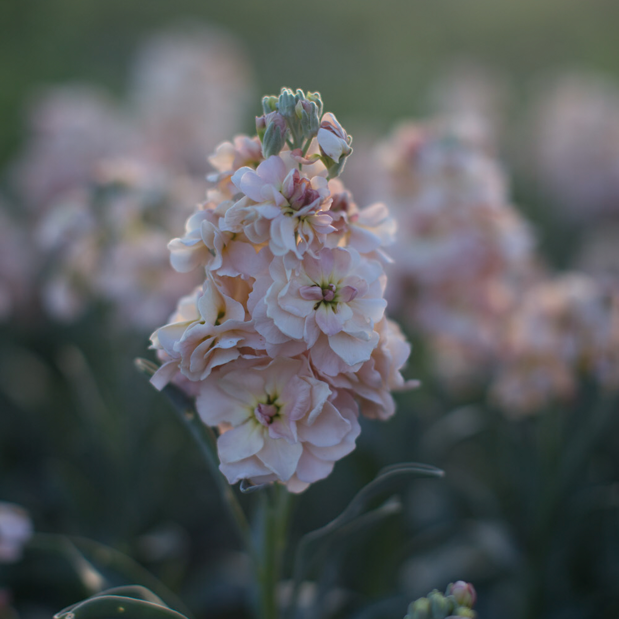 Stock Apricot Floret Flowers