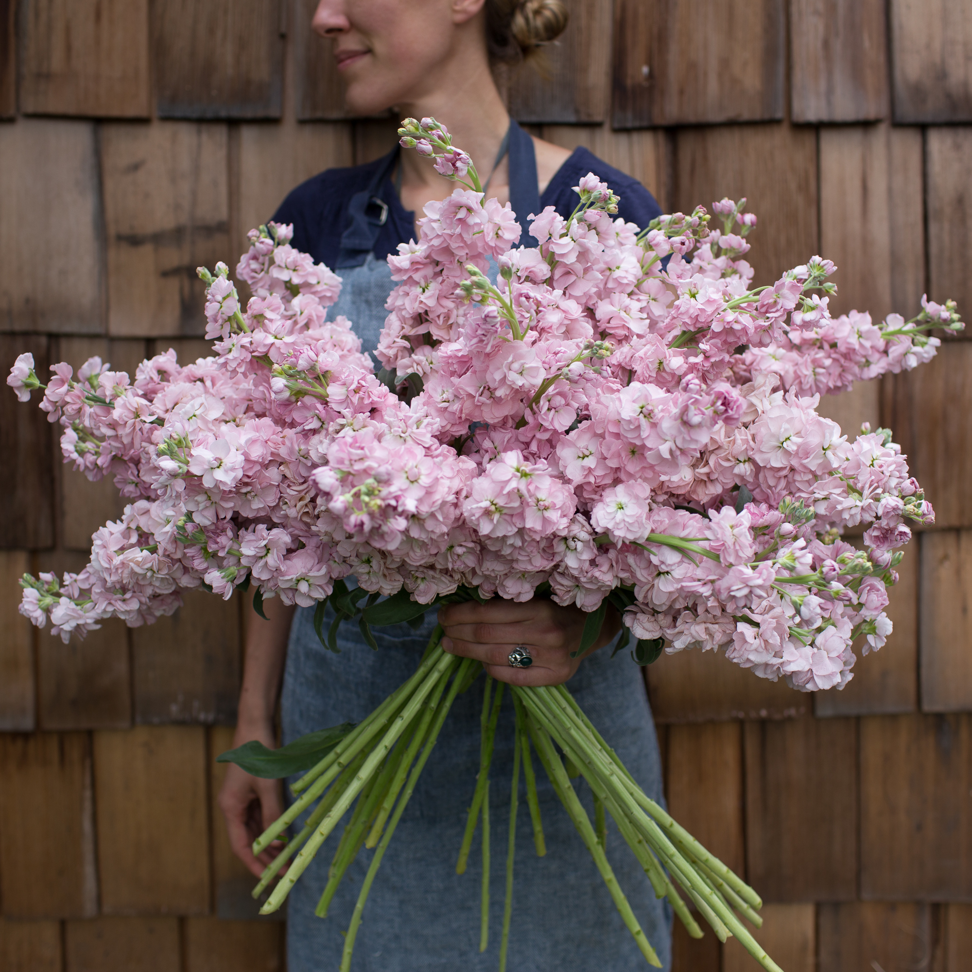 Stock Malmaison Pink Floret Flowers