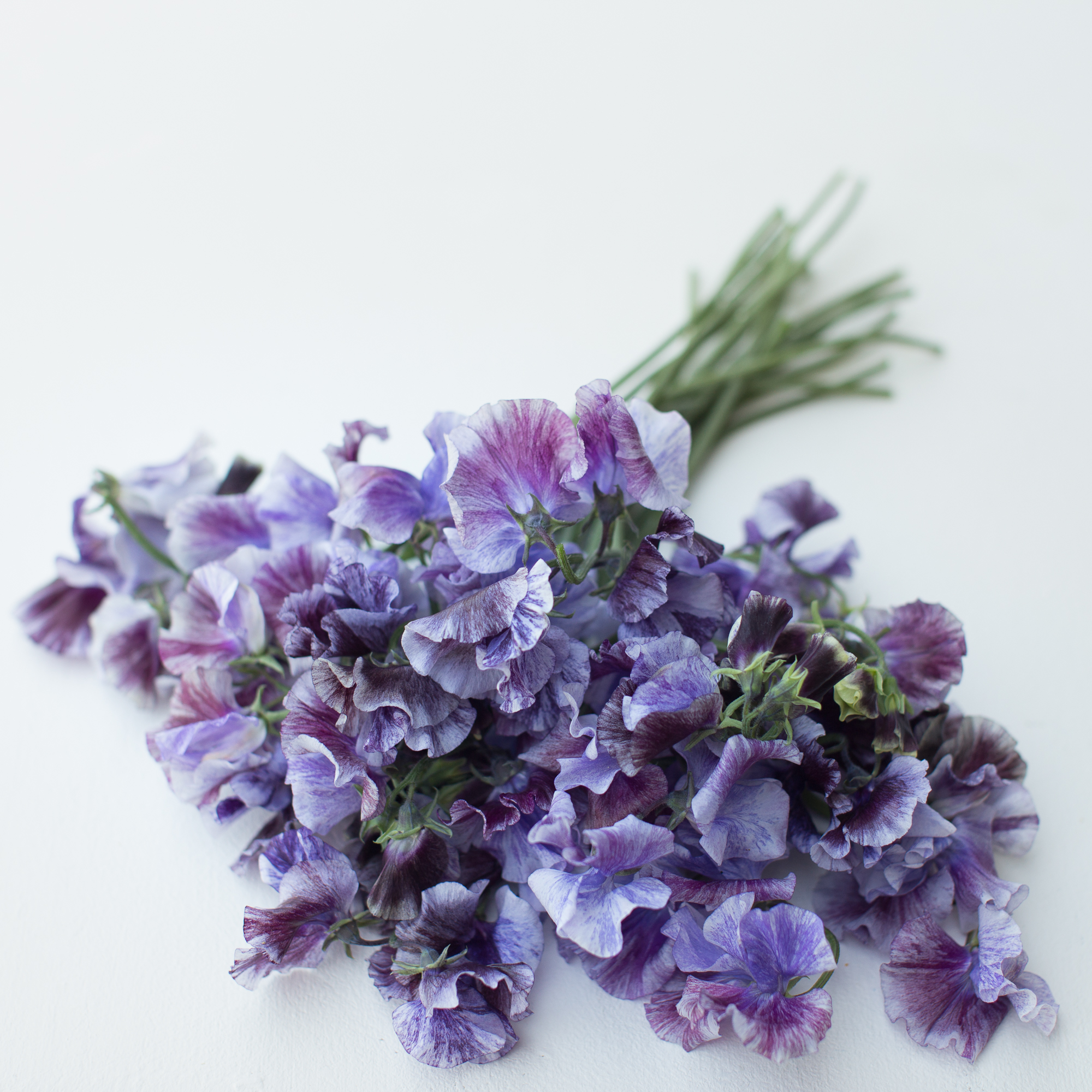 Sweet Pea Earl Grey Floret Flowers