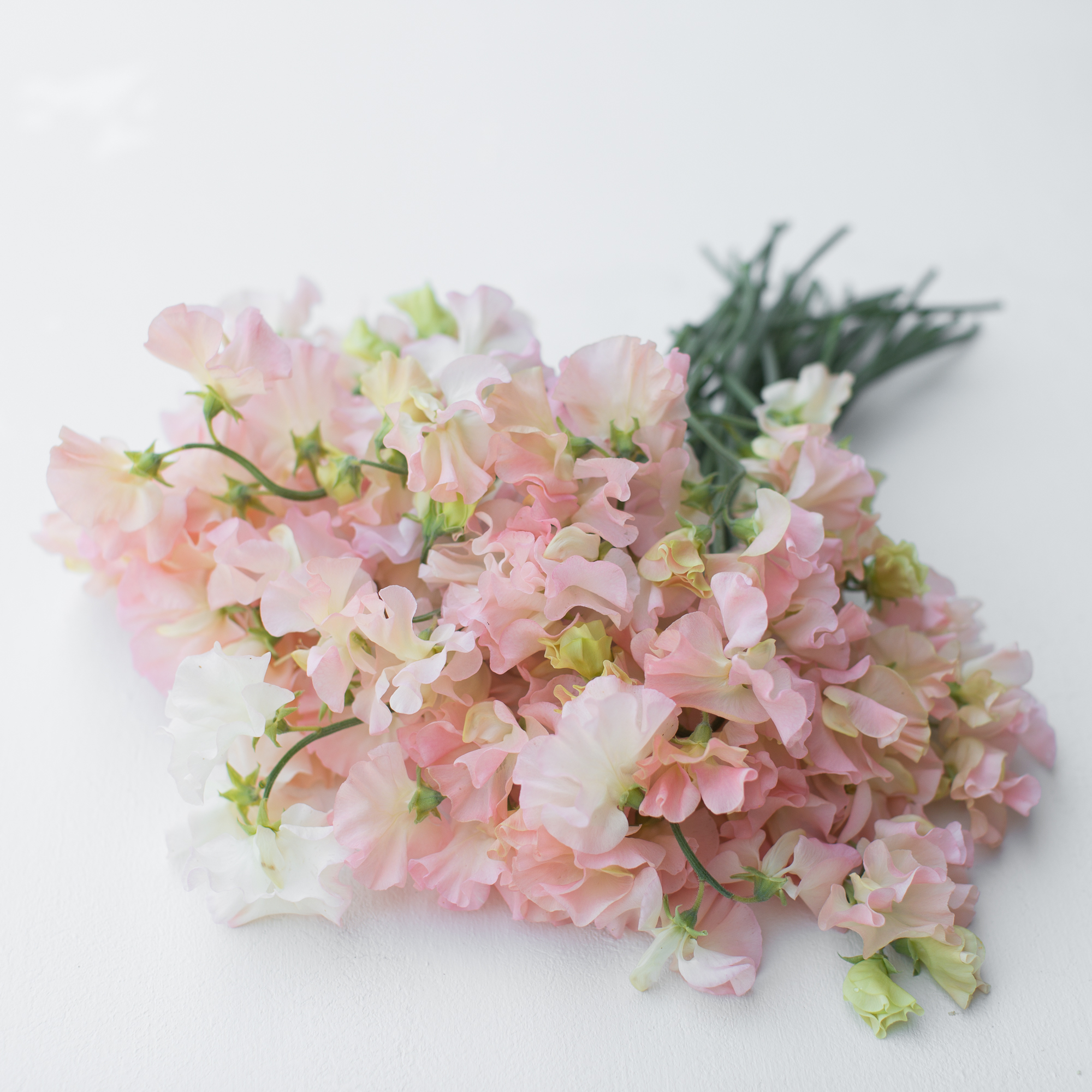 Sweet Pea Spring Sunshine Champagne Floret Flowers