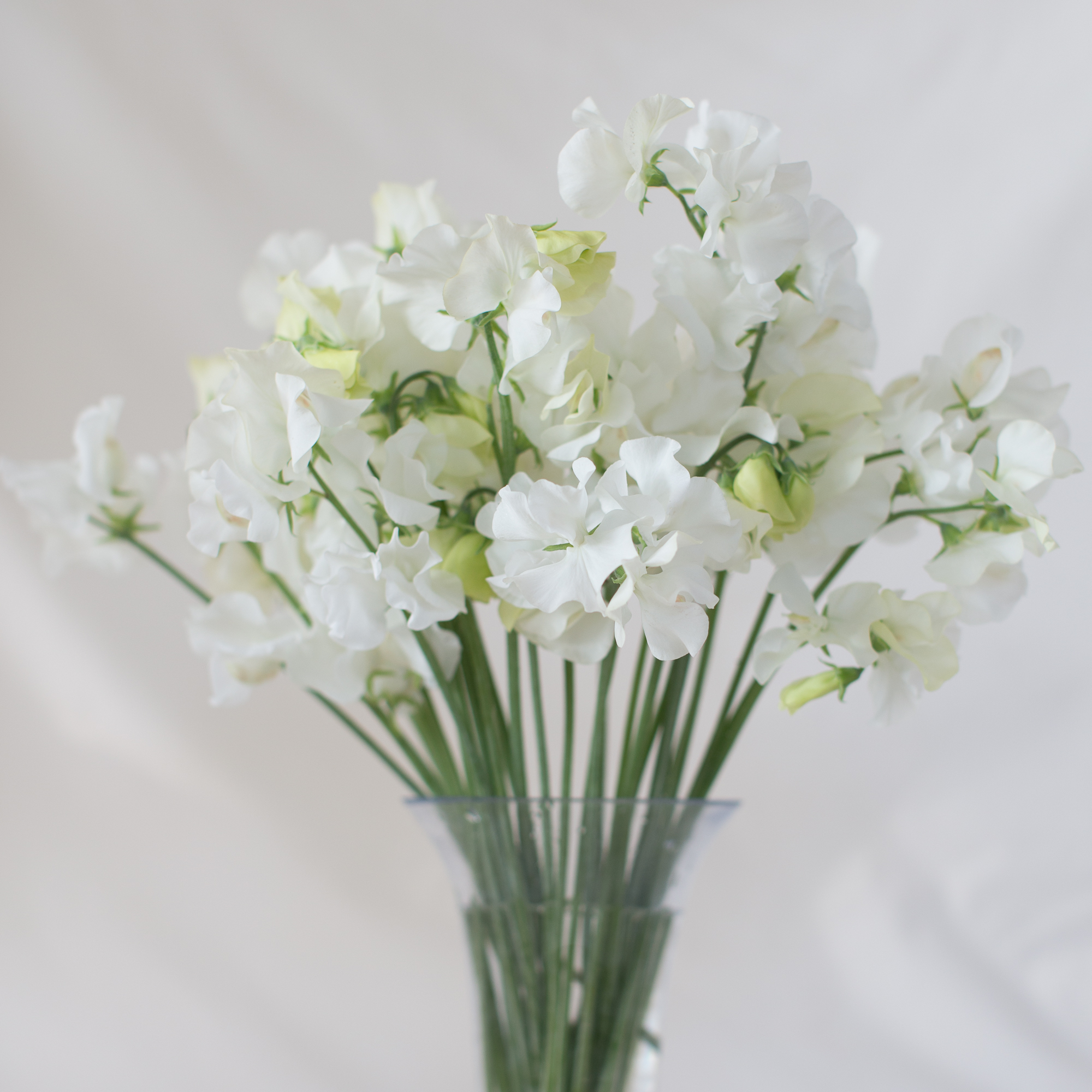 Lathyrus Sweet Pea White Wholesale Cut Flowers Direct