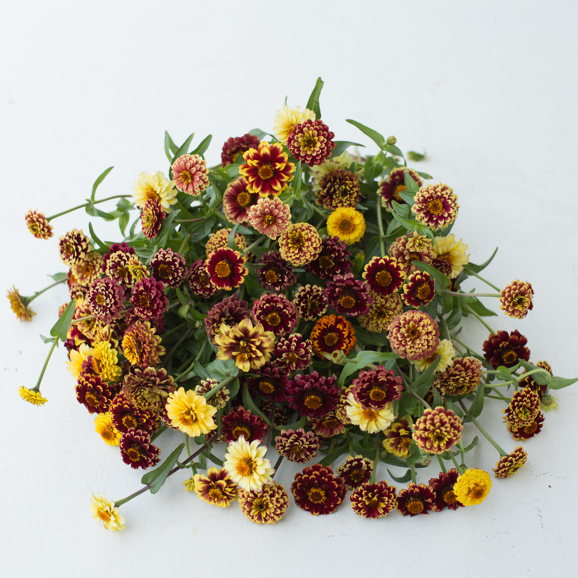 Zinnia Aztec Sunset Floret Flowers