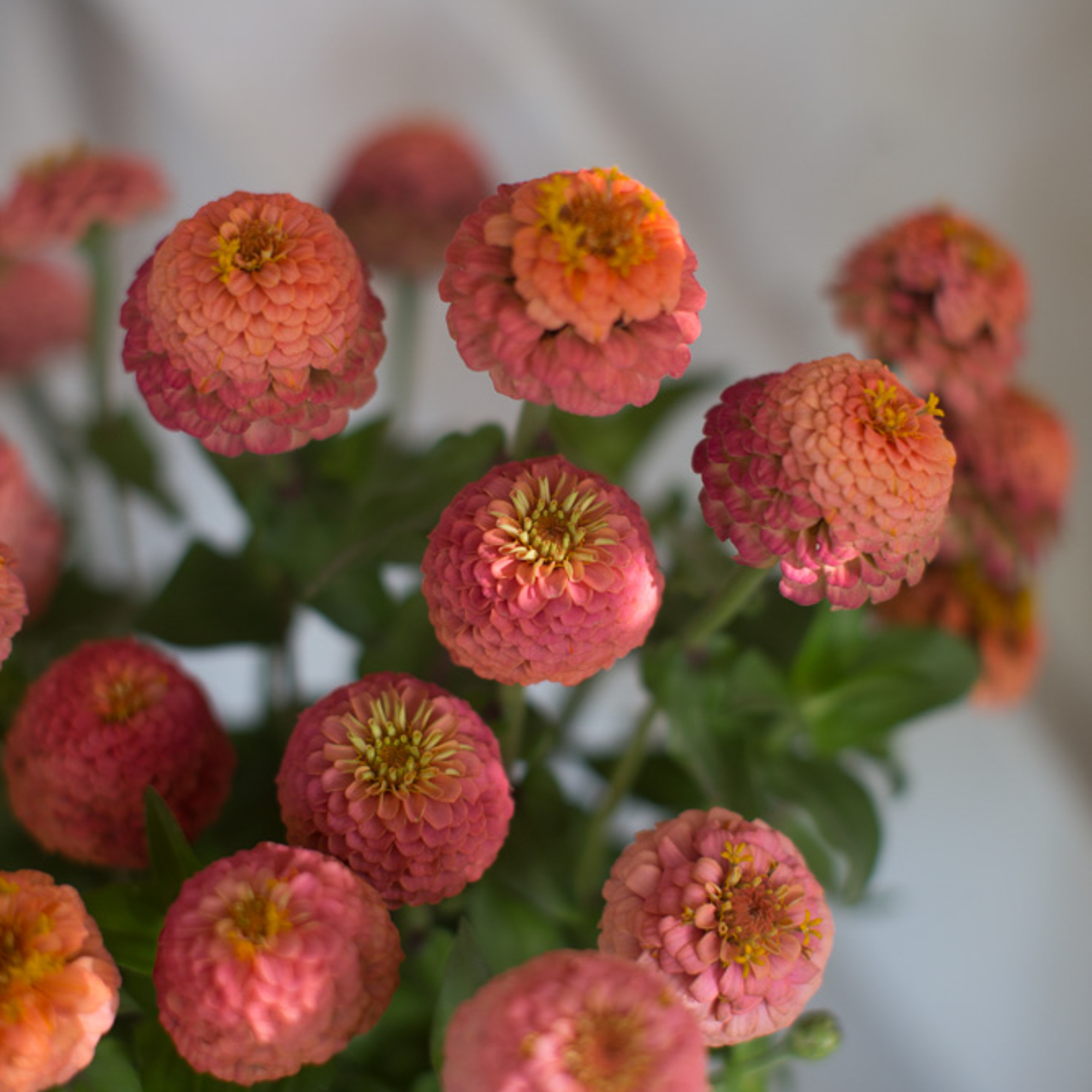 Zinnia Lilliput Salmon Floret Flowers