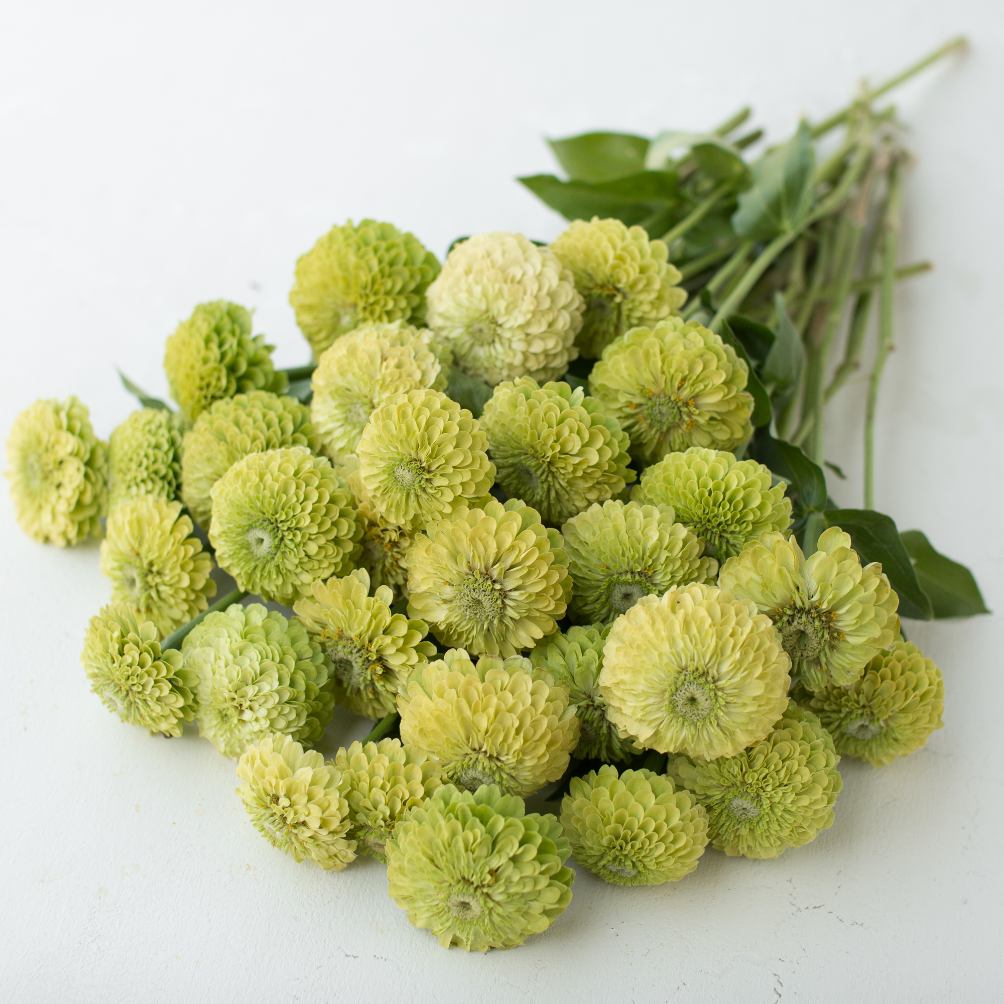 Zinnia Queen Lime Floret Flowers