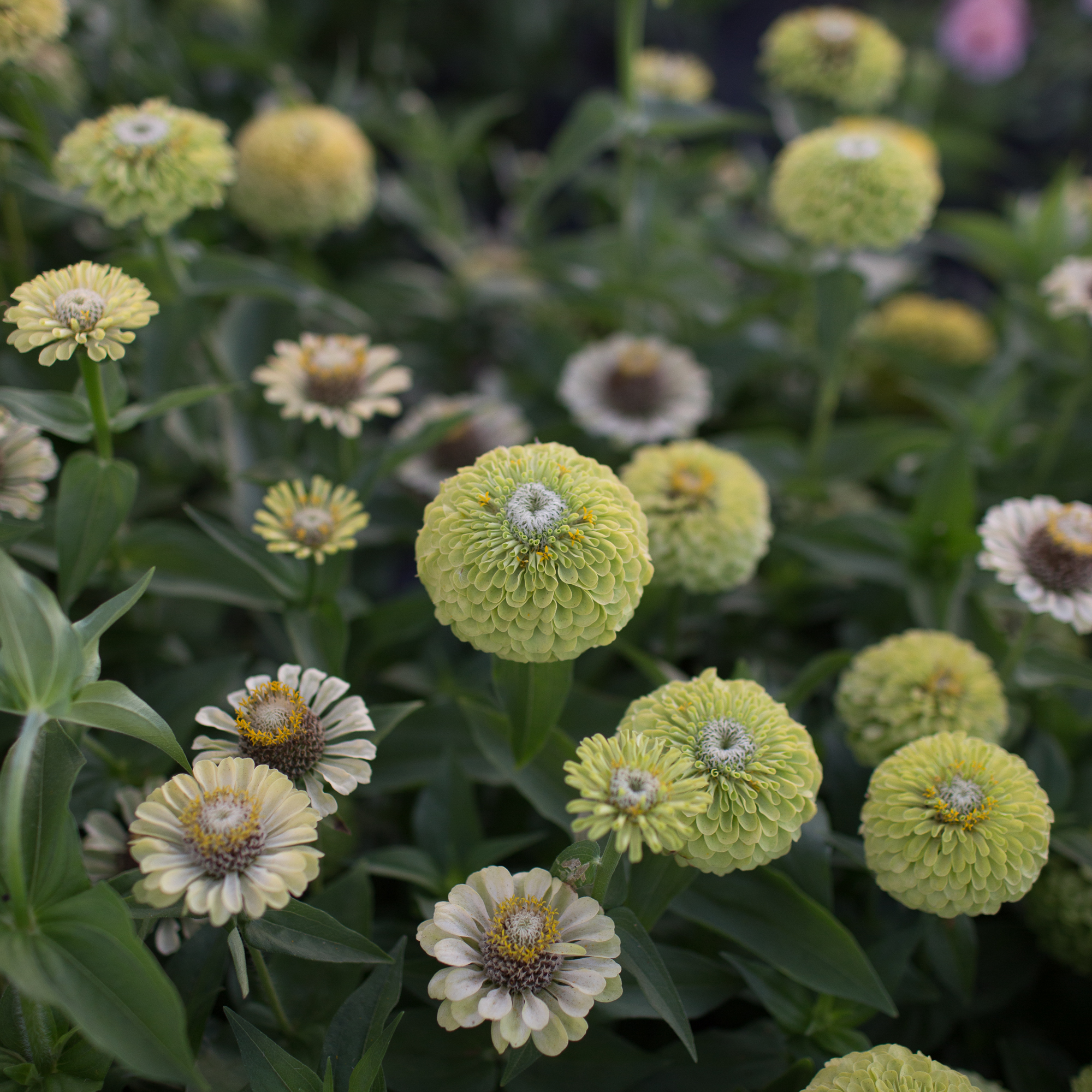 Zinnia Queen Lime Floret Flowers