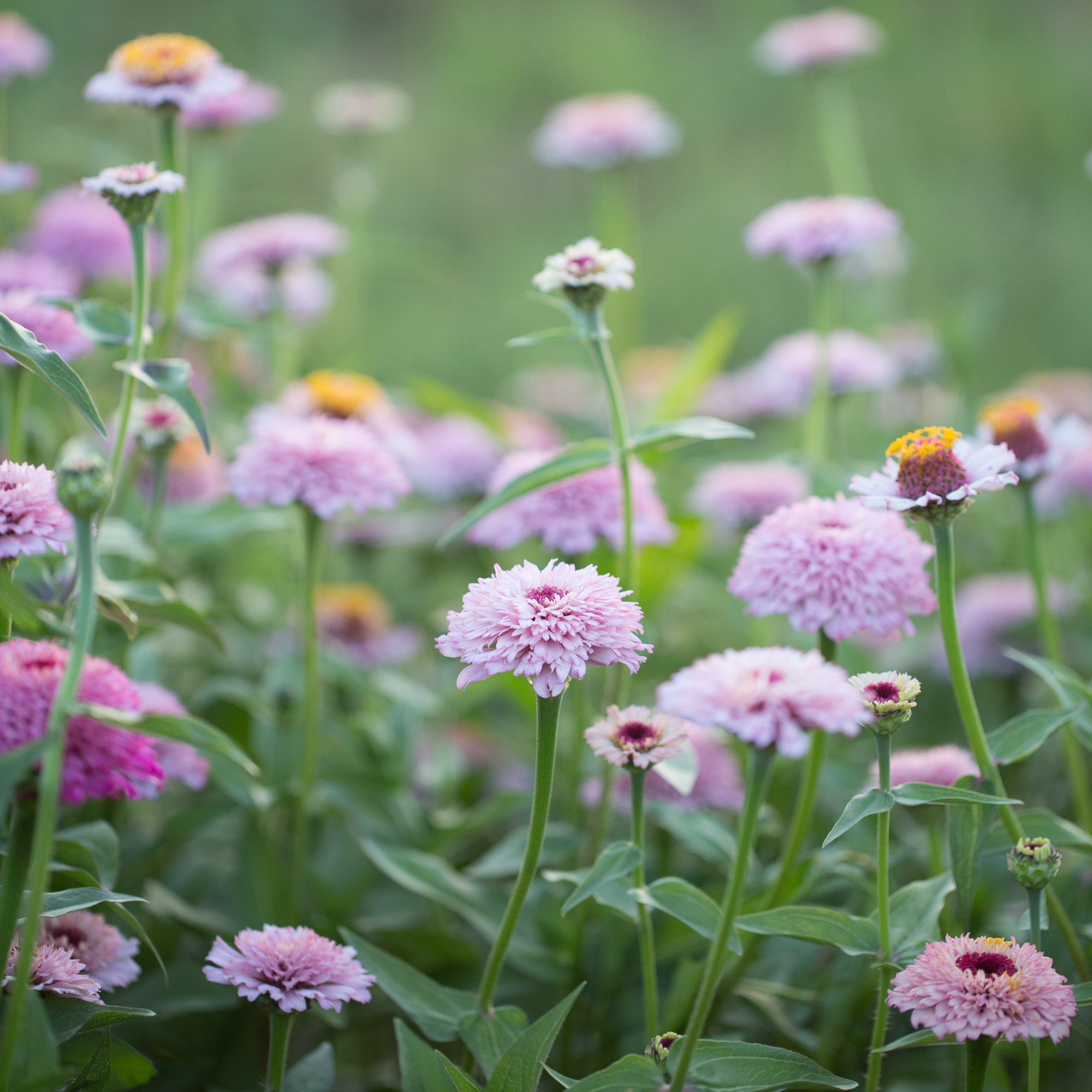 Zinnia Zinderella Lilac Floret Flowers