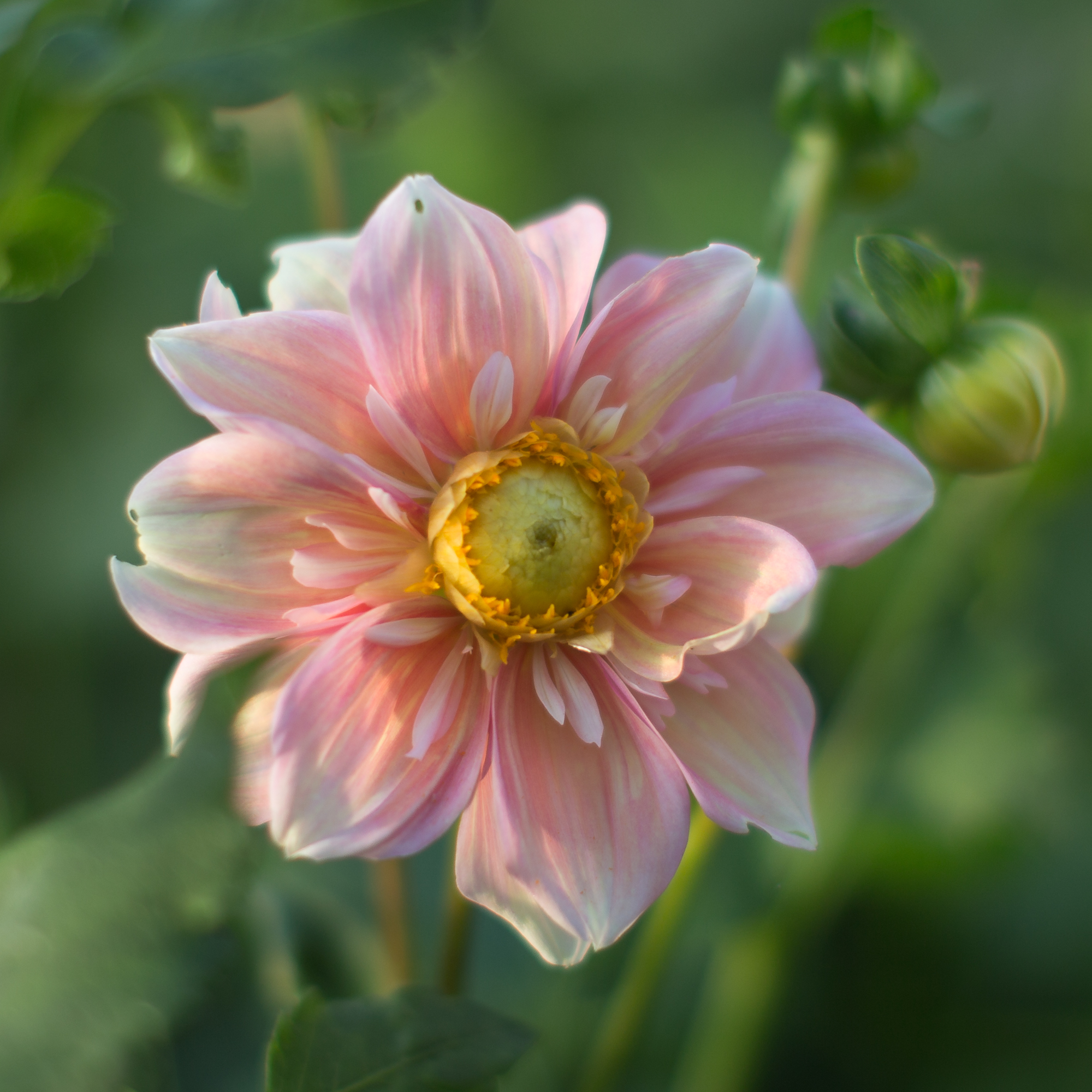 dahlia appleblossom floret flowers dahlia appleblossom floret flowers