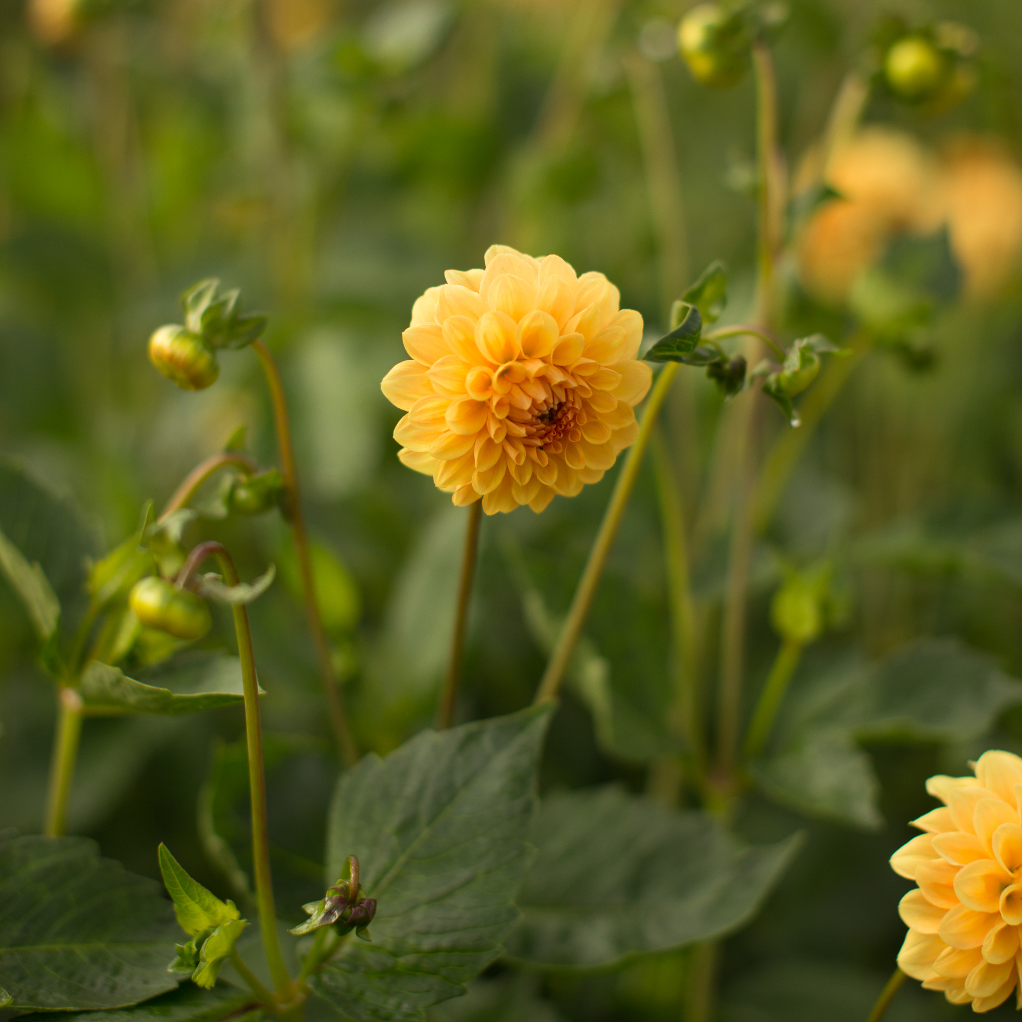 Dahlia Golden Scepter Floret Flowers
