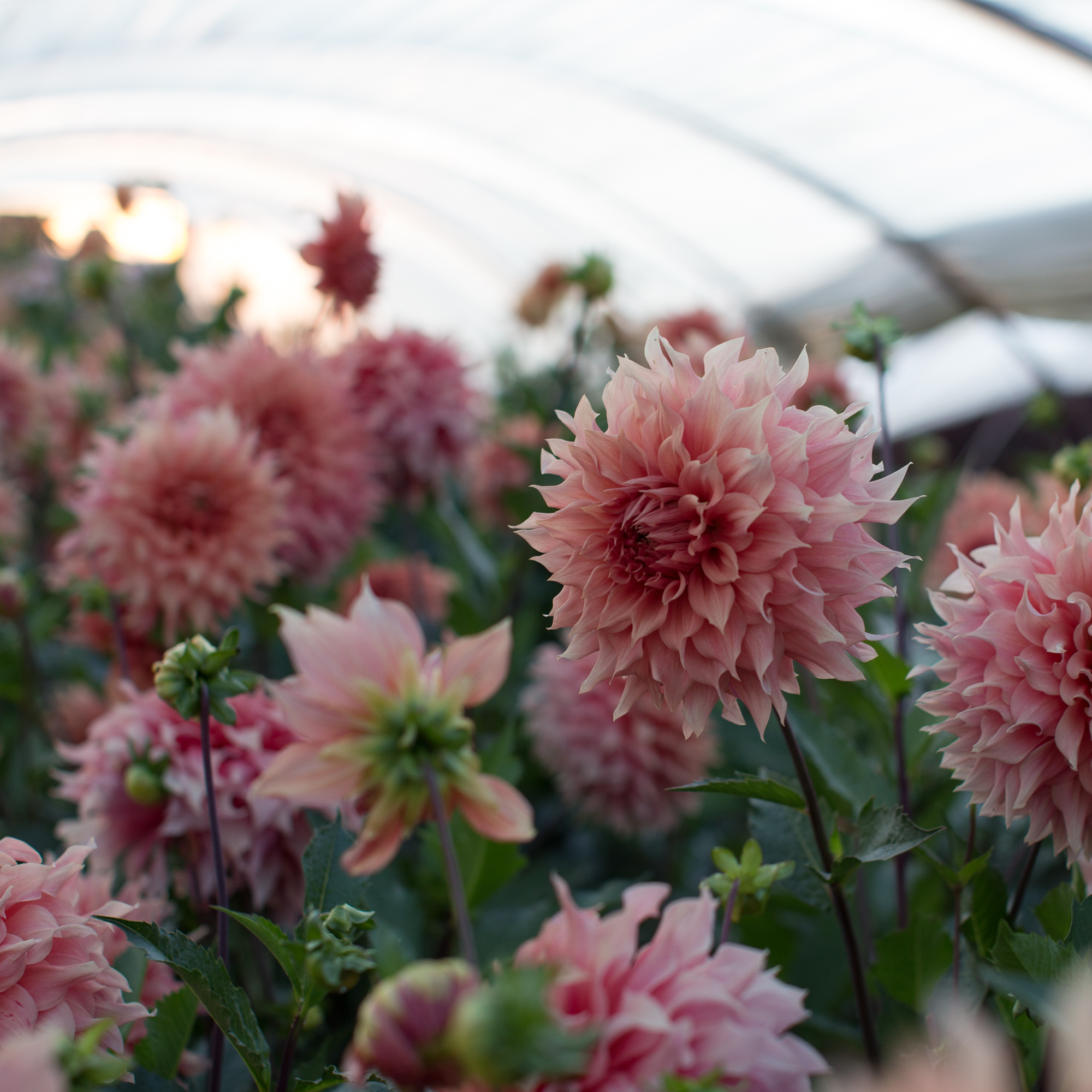 Dahlia Hamari Gold Floret Flowers