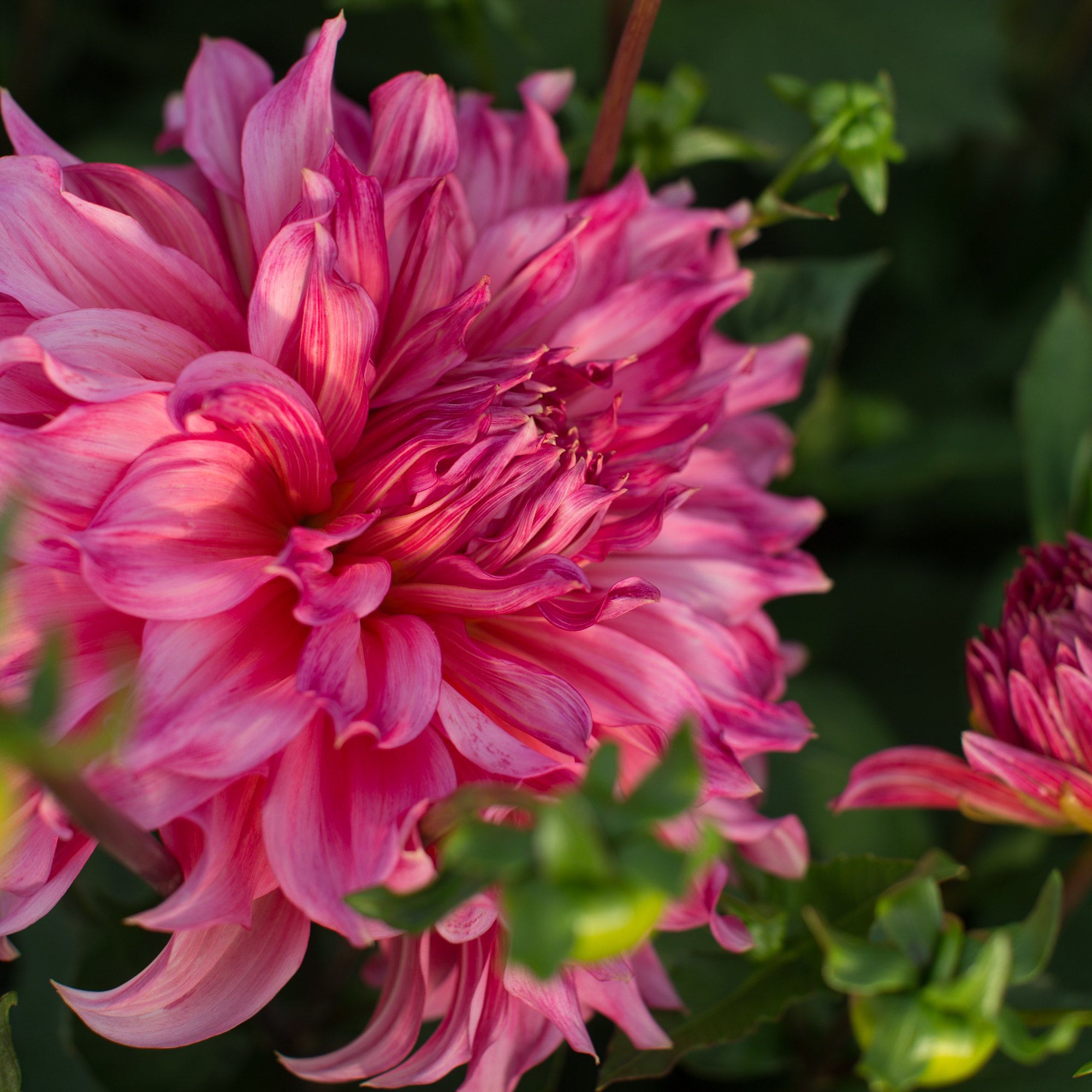 Dahlia Islander Floret Flowers