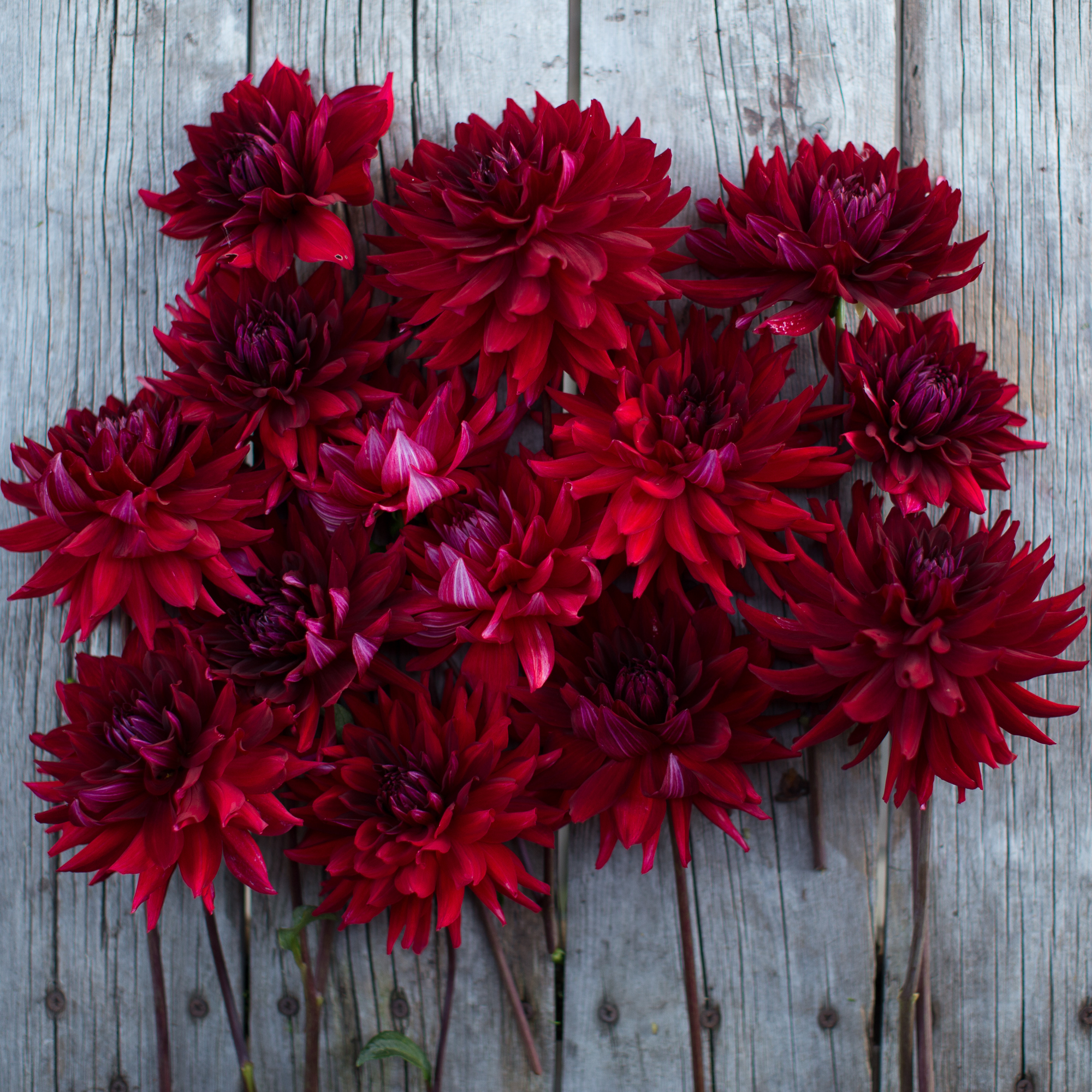 Dahlia Loverboy - Floret Flowers