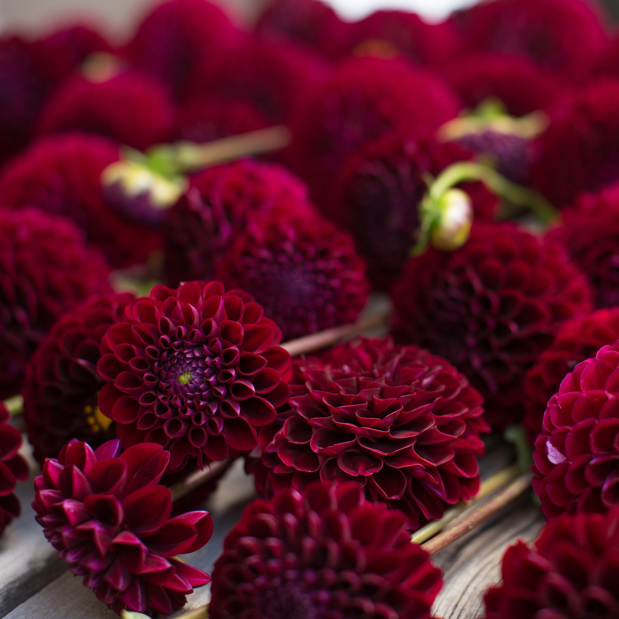 Dahlia Natal - Floret Flowers
