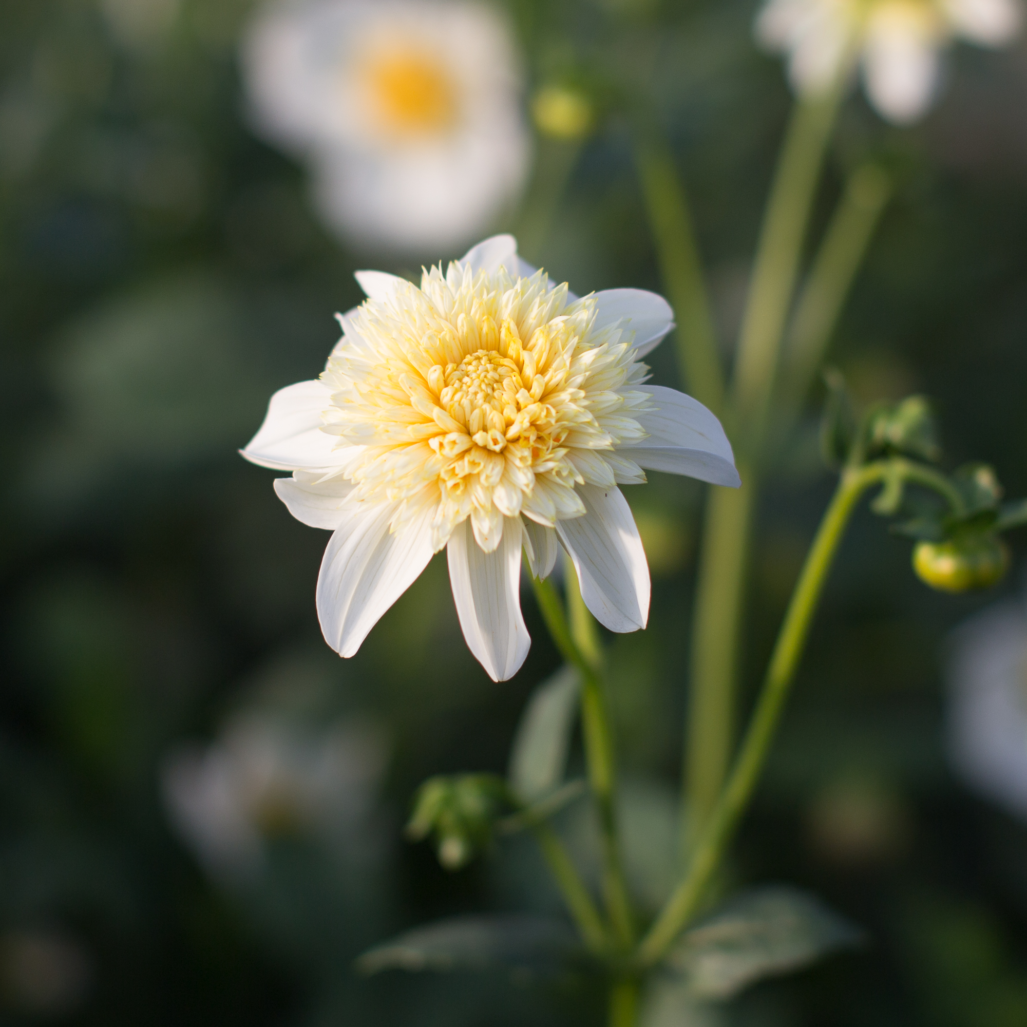 Blond Dahlia Sky beschäftigt sich mit zwei Dongs in Arsch und Fotze Blond Dahlia Sky beschäftigt sich mit zwei Dongs in Arsch und Fotze