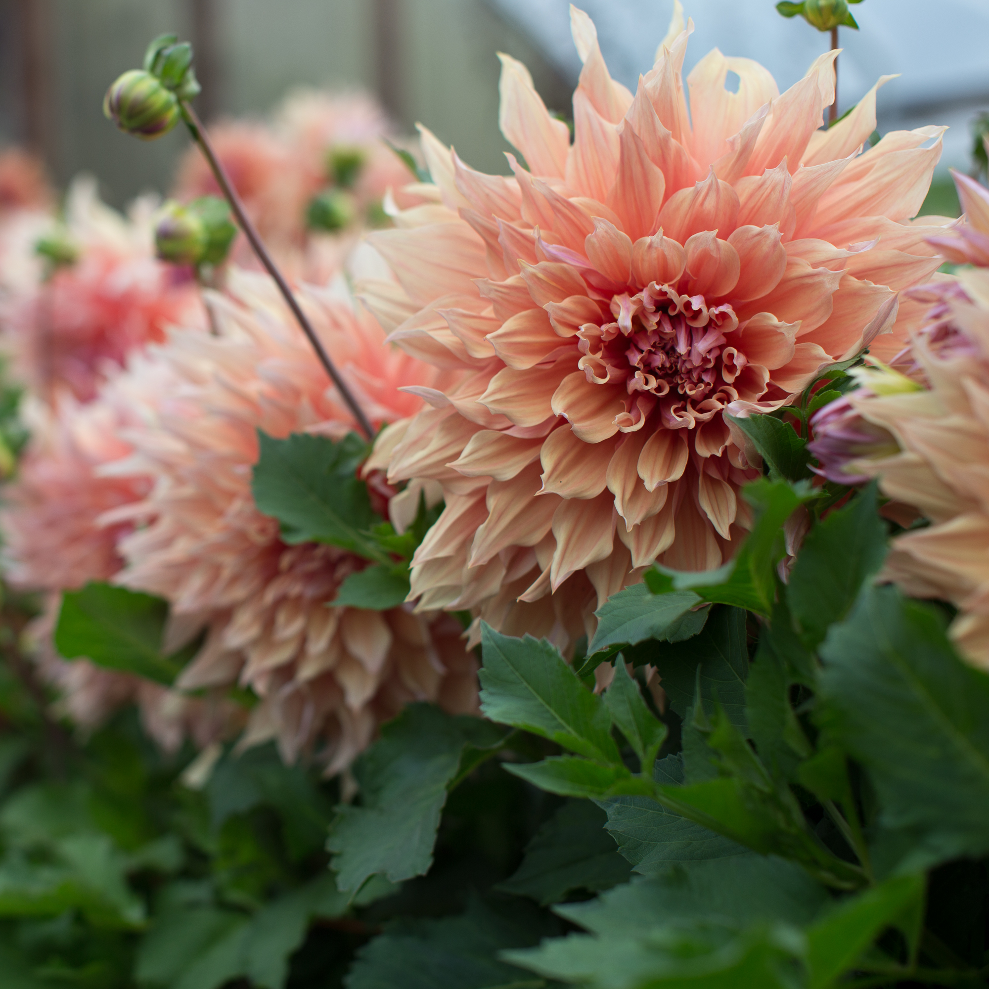 Dahlia Sherwood's Peach Floret Flowers