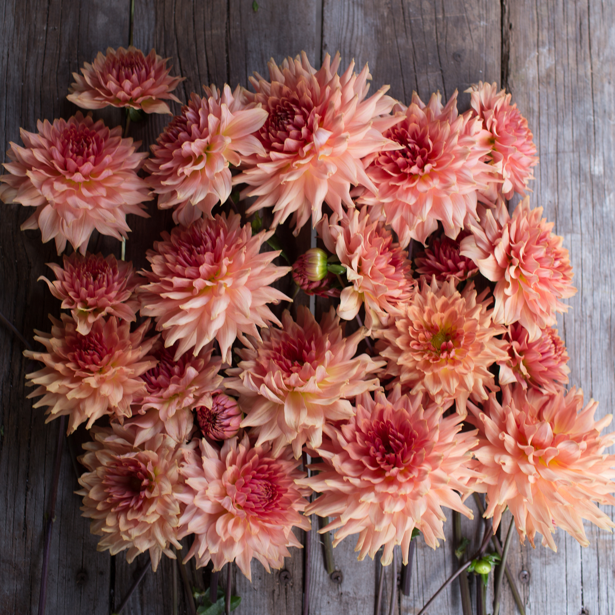Dahlia Terracotta Floret Flowers