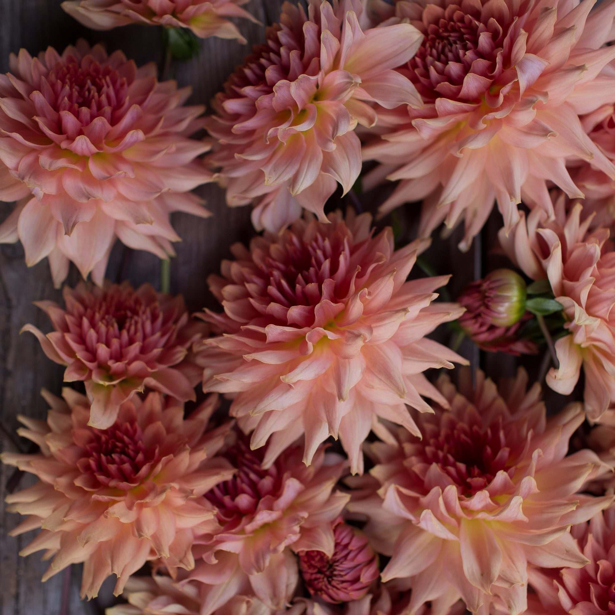 Dahlia Terracotta Floret Flowers
