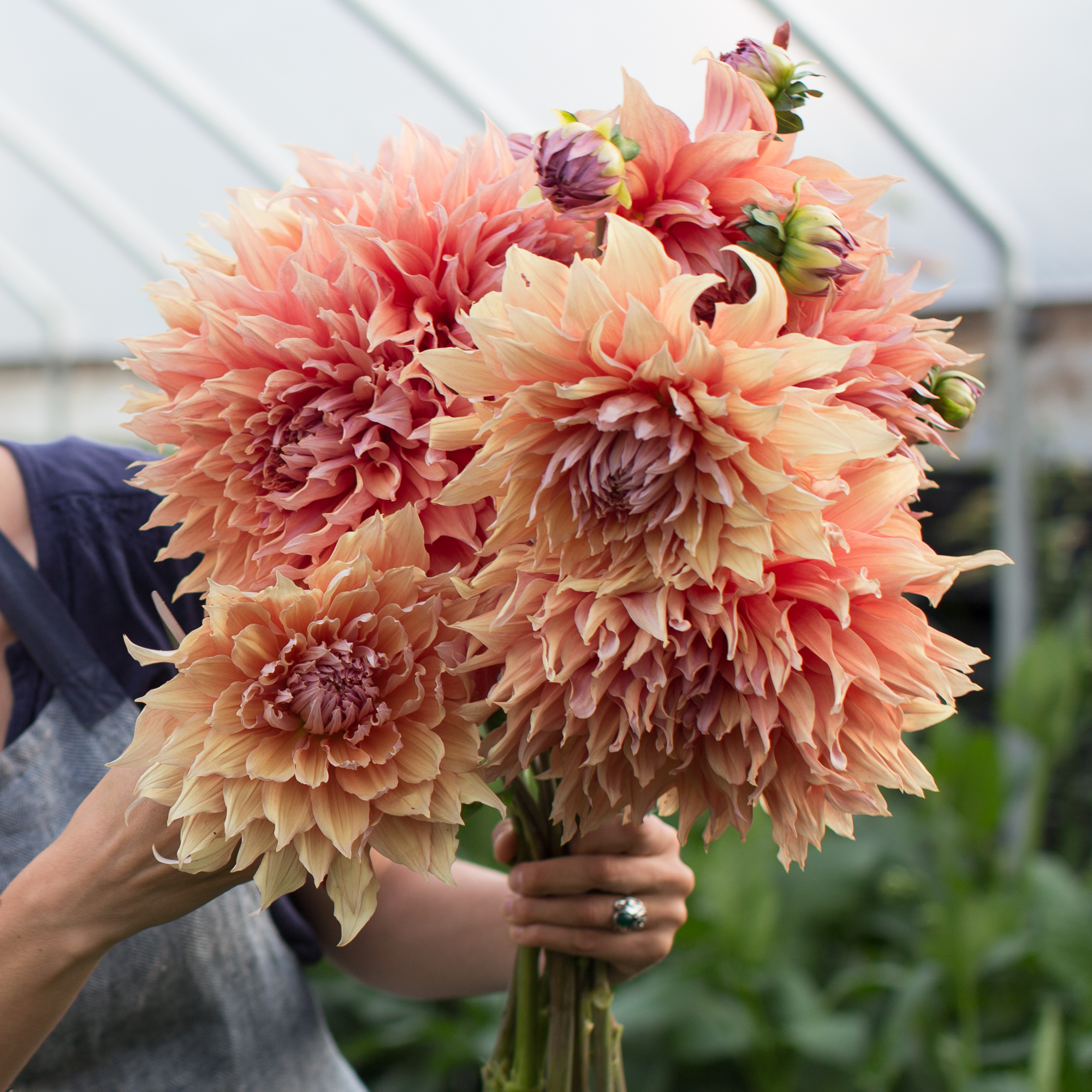 Dahlia Sherwood's Peach | Flower farm, Spring garden flowers, Types of